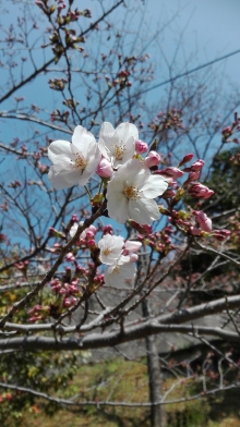 標本木に先駆け咲き始めたソメイヨシノ