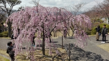 三春滝桜の子孫樹は記念撮影のスポットになっていました