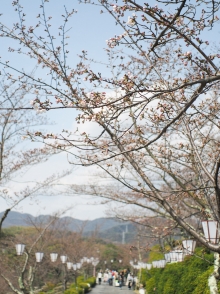 青空の下、少しずつ咲き始めてきた桜