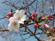 開花宣言が発表されました！