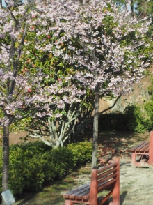 見頃を迎えている種類の桜も数本あります