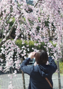 しだれ桜は満開です