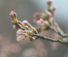 つぼみは今にも花を咲かせそうです