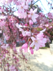 風にそよそよと花が揺られていました