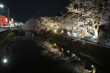 ライトアップされた桜が水面にうつっていました