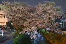 ハート型の桜