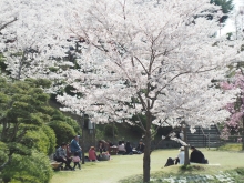 お花見の花むしろがあちこちにできていました