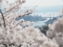 桜越しの風景も素敵です