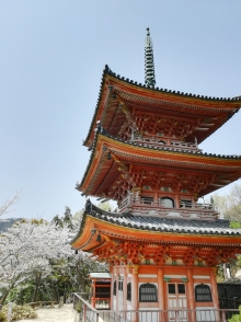 向上寺三重塔と桜