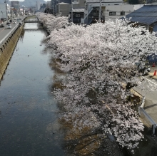 歩道橋から望む桜土手。視界の向こうまで桜が続きます。