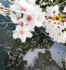 桜色に染まった川面