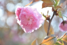 八重桜が見頃です