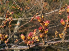 俳句まつり会場の大ぼんぼり付近の桜は開花が早そうです