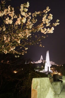 夜のヨウコウザクラと未来心の丘