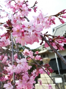 鮮やかなピンクの花がそよ風に揺れていました