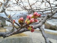 今朝の千光寺公園のソメイヨシノ