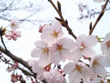 千光寺公園の桜が咲き始めました