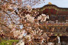 孝養門付近の桜