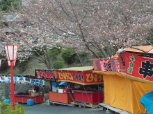 美術館そばの桜