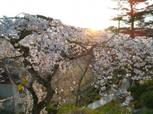 夕方の桜は格別の美しさです（しだれ桜）