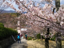 サル山付近の桜