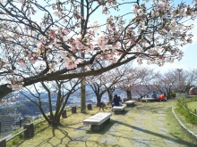 尾道市立美術館西側の広場の桜