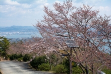 高見山頂上の桜。まだ咲き始めといった感じです。