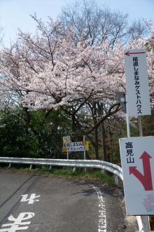 高見山のふもとでは満開近い木もいくつかありました。