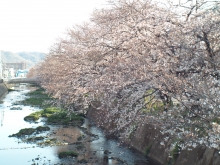 国道に沿って続く桜並木