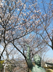 千光寺公園は見頃を迎えつつあります