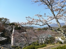 桜越しの風景も見どころです