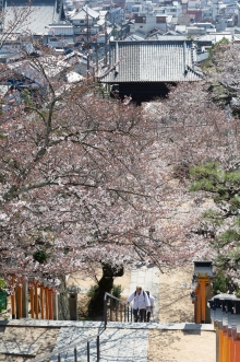 参道には桜並木が続きます