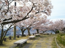 尾道市立美術館西側の芝生のようす