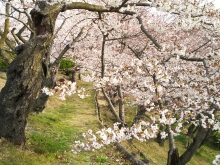 尾道市立美術館西側の芝生のようす