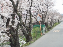 のんびりお花見散歩をお楽しみください