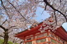 春空のもと、桜が満開を迎えました