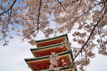 鮮やかな堂塔と満開の桜
