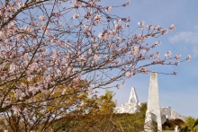 未来心の丘と桜のコラボをお楽しみください