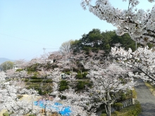 場所取りの花むしろがあちらこちらで見られました