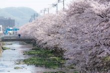 圧巻の桜並木が続いています