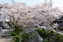 ハートに見える桜。探してみてくださいね。