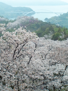 桜越しに見るしまなみ海道大三島橋