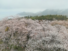 山頂一帯は桜色に覆われています