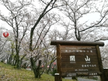 開山の山頂一帯には約1,000本もの桜が咲き誇ります