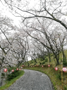 散策道は花びらのじゅうたんが敷き詰められています