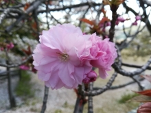 八重桜が咲き始めました