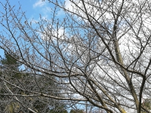 風は強かったですが、春らしい青空が広がっていました