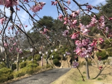 尾道市立美術館前の枝垂桜は三分咲きです