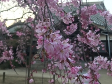 天寧寺のしだれ桜