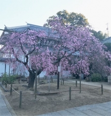 天寧寺のしだれ桜は五分咲き